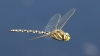 J16_2517 Aeshna juncea male in flight